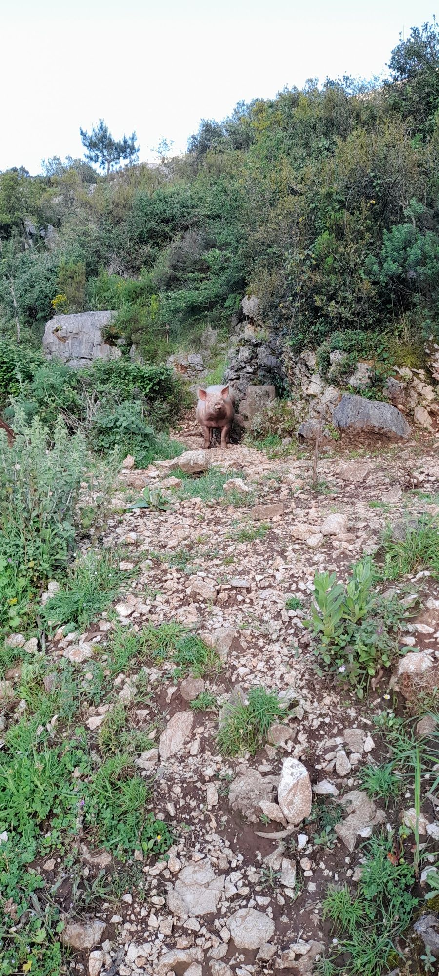 Animais de  quin