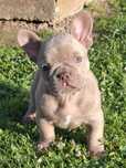 Buldog francuski