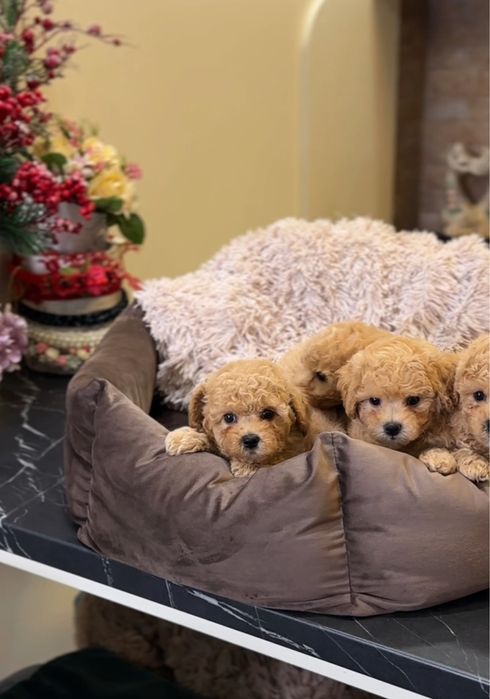 Крем- карамель цуценята мальтіпу ф1. МАЛЬТИПУ.