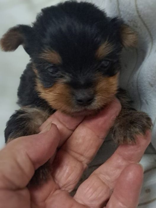 Yorkshire terrier Super Mini Fofo Exelenfte  ATENÇÃO  PREÇO SÓ HO