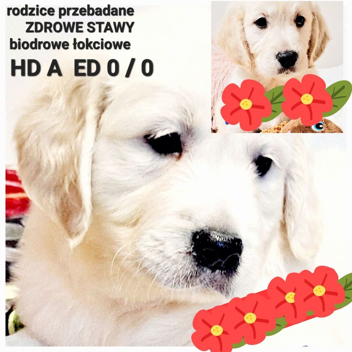 Śliczne Goldusie RODZICE BEZ DYSPLAZJI W HODOWLI Tata FCI odb. 21 list