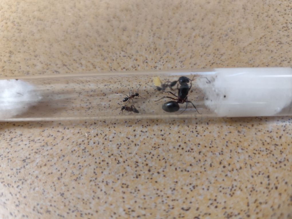 Camponotus ligniperda kolonie mrówki