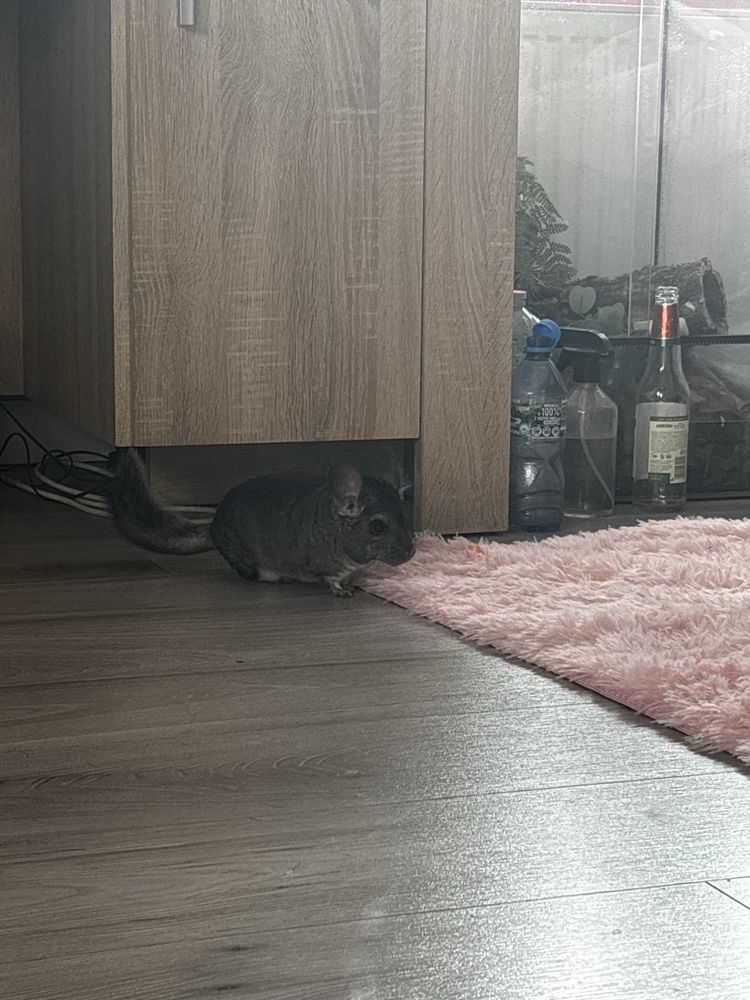 Sprzedam dwa szynszyle