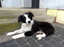 Suczka Border Collie FCI