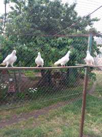 продаю голуби   білі бакіни