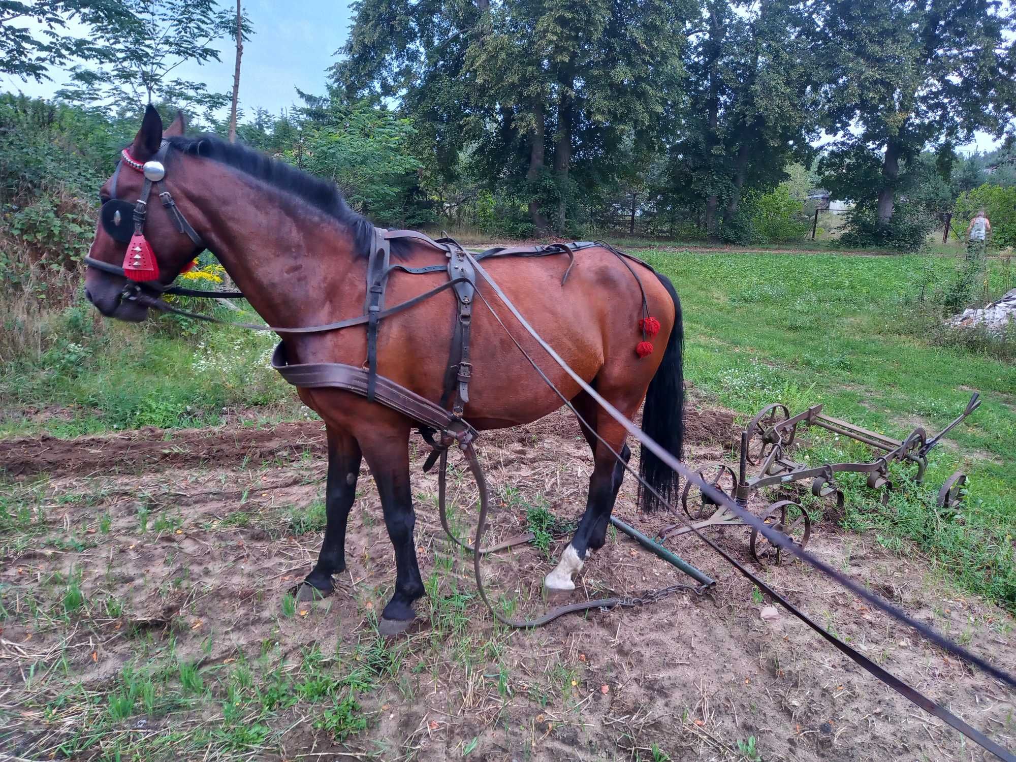 Klacz śląska 9 lat zaźrebiona ogierem śl księga gł. Licencja