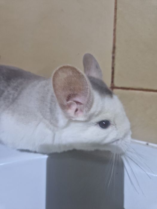 Sprzedam chinchilla  młodą samiczkę, barwy mozaika ekstremalna. 
Drug