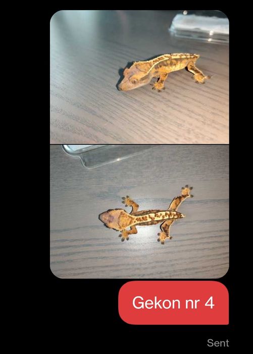 Gekon orzęsiony gekony orzęsione nsex małe