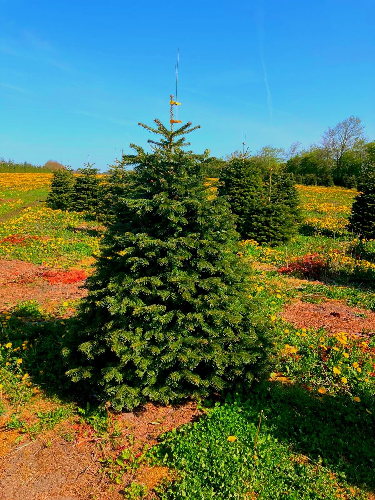 Jodła Kaukaska Abies Nordmann z Danii Green Product Dania