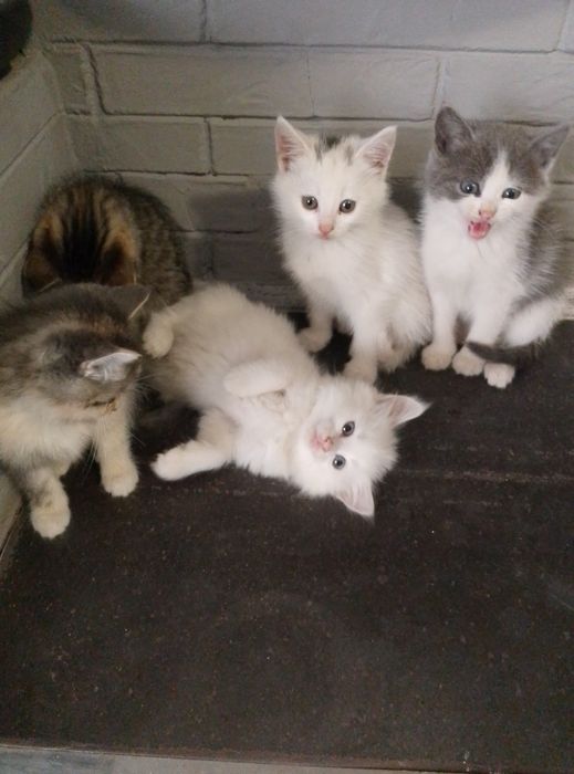 Віддам кошенят удобрі руки