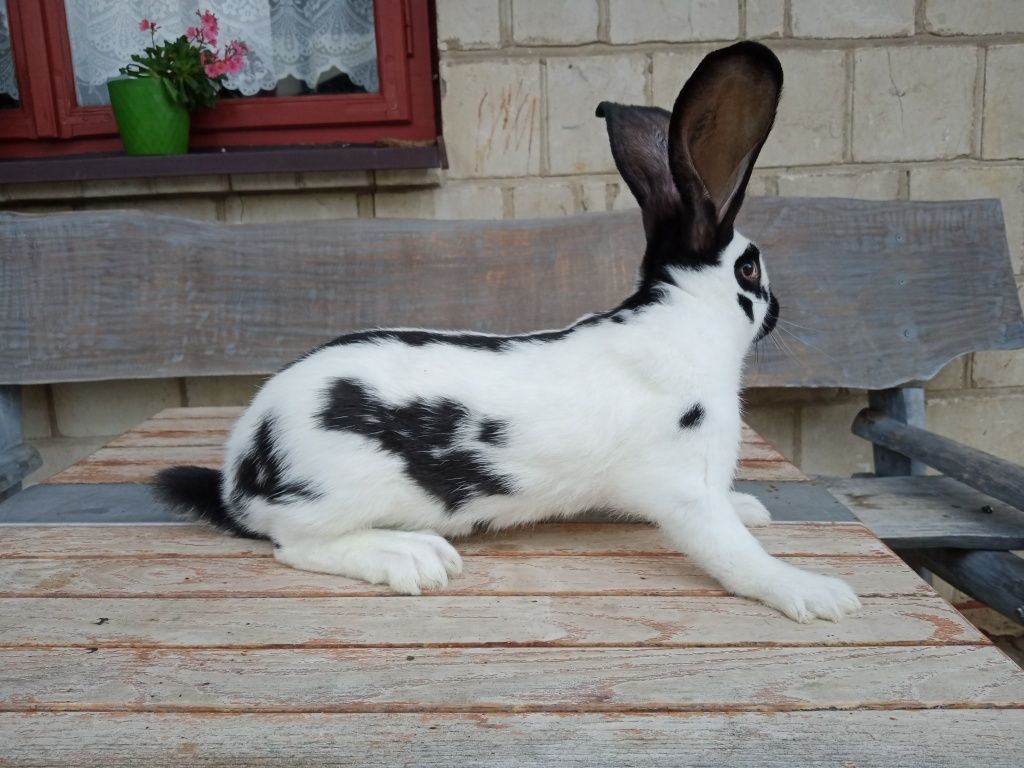 Samica olbrzym srokacz czarny