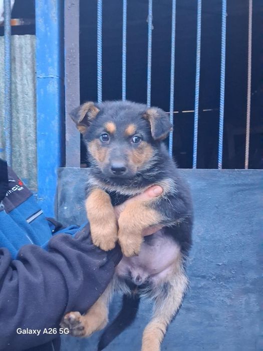 Німецька овчарка, цуценя, щенки. Вівчарка