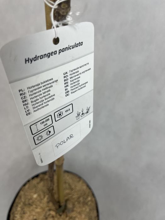 Hortensja bukietowa na pniu biała POLAR BEAR mis polarny kalisz wysył
