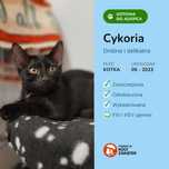 Drobna i delikatna kotka Cykoria szuka kochającego domu