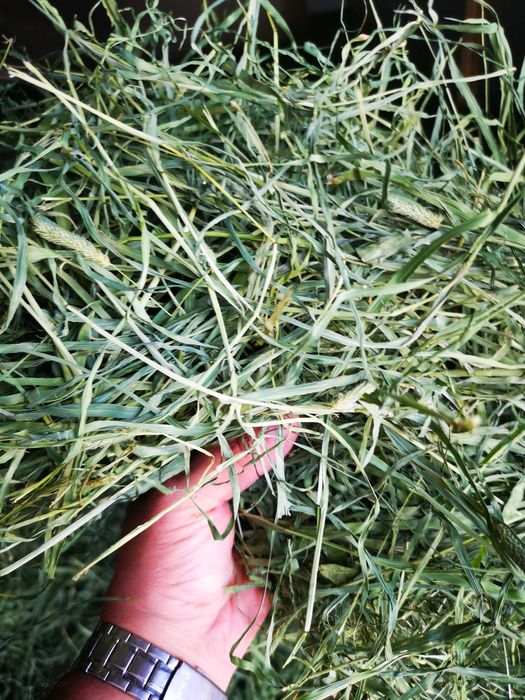 Tymotka ziele siano luzem nie prasowana zbiór 2025