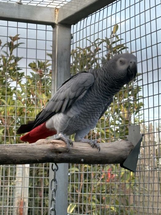 Casal de cinzentos 3 anos