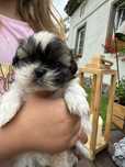 Shih tzu szuka domu