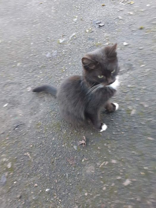 Кіт хлопець чорного кольору