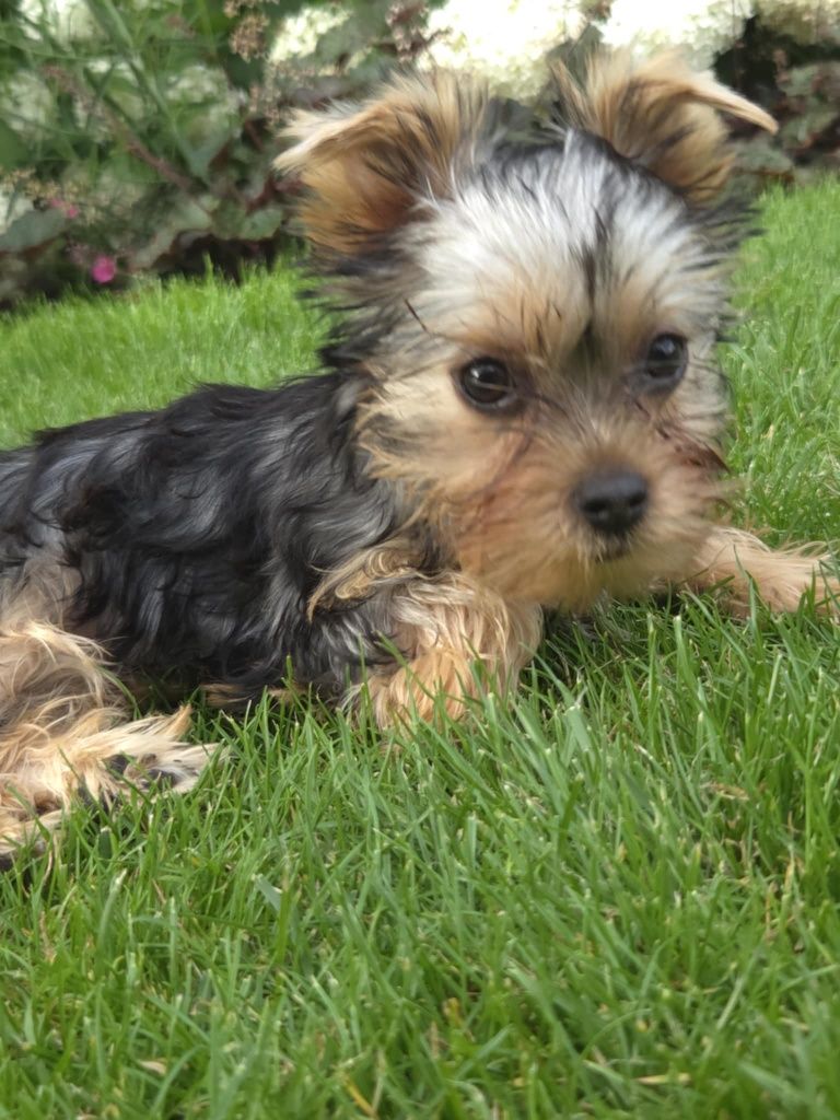 Yorkshire terrier mini