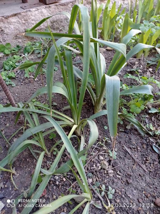 Юкка годовалые саженцы