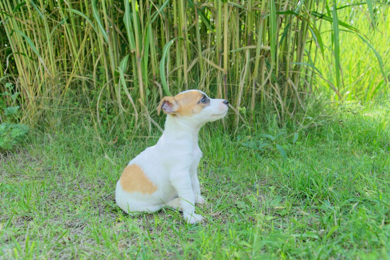 Jack Russell terrier suczka gotowa do odbioru