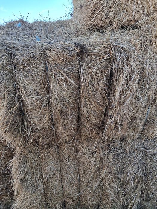 ,Fardos de feno com 5 cordeis