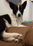 Sunia do Adopcji