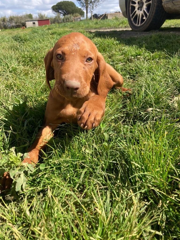 Vizsla Linhagens de Campeões