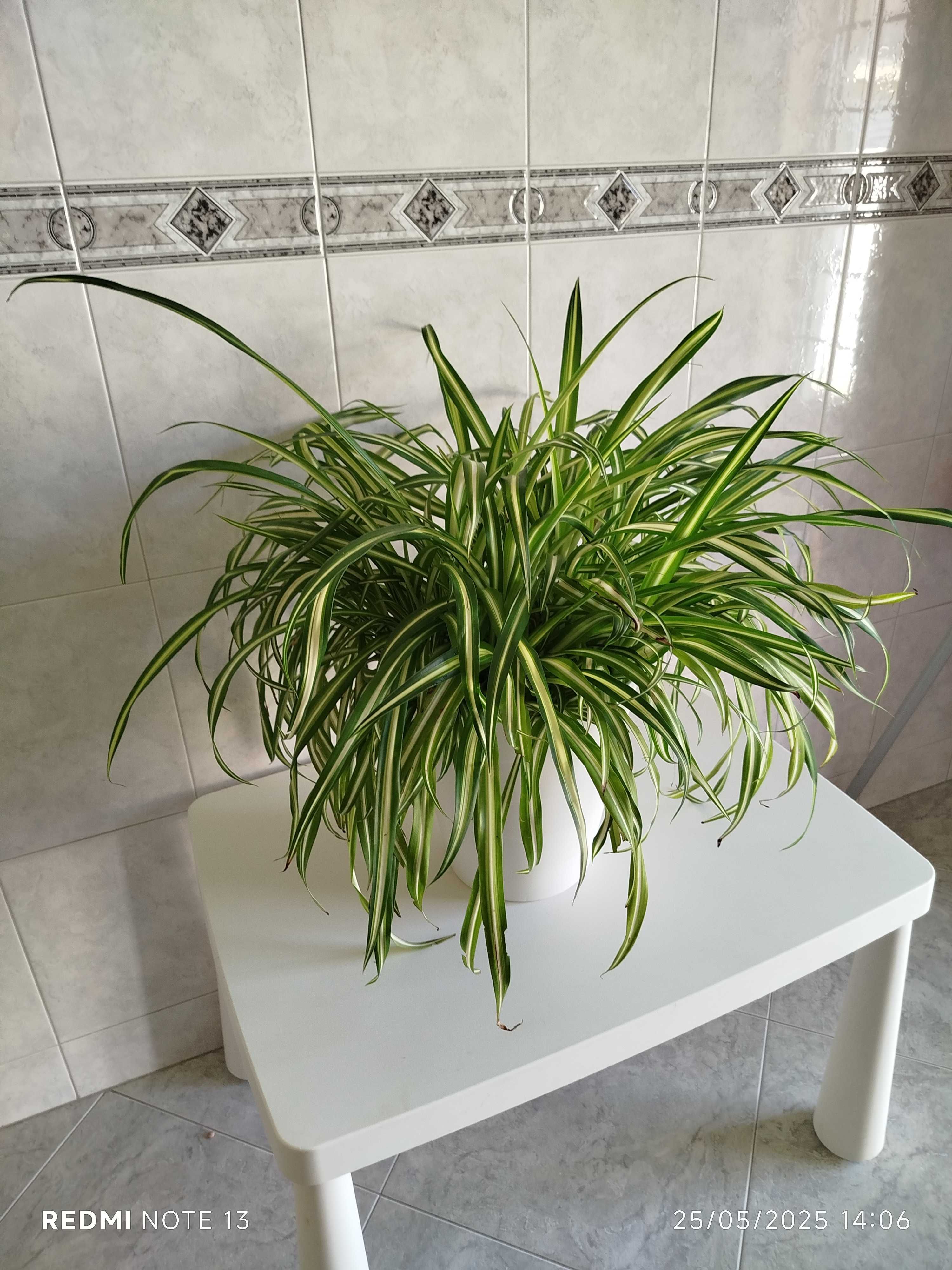 Vaso com planta Chlorophytum