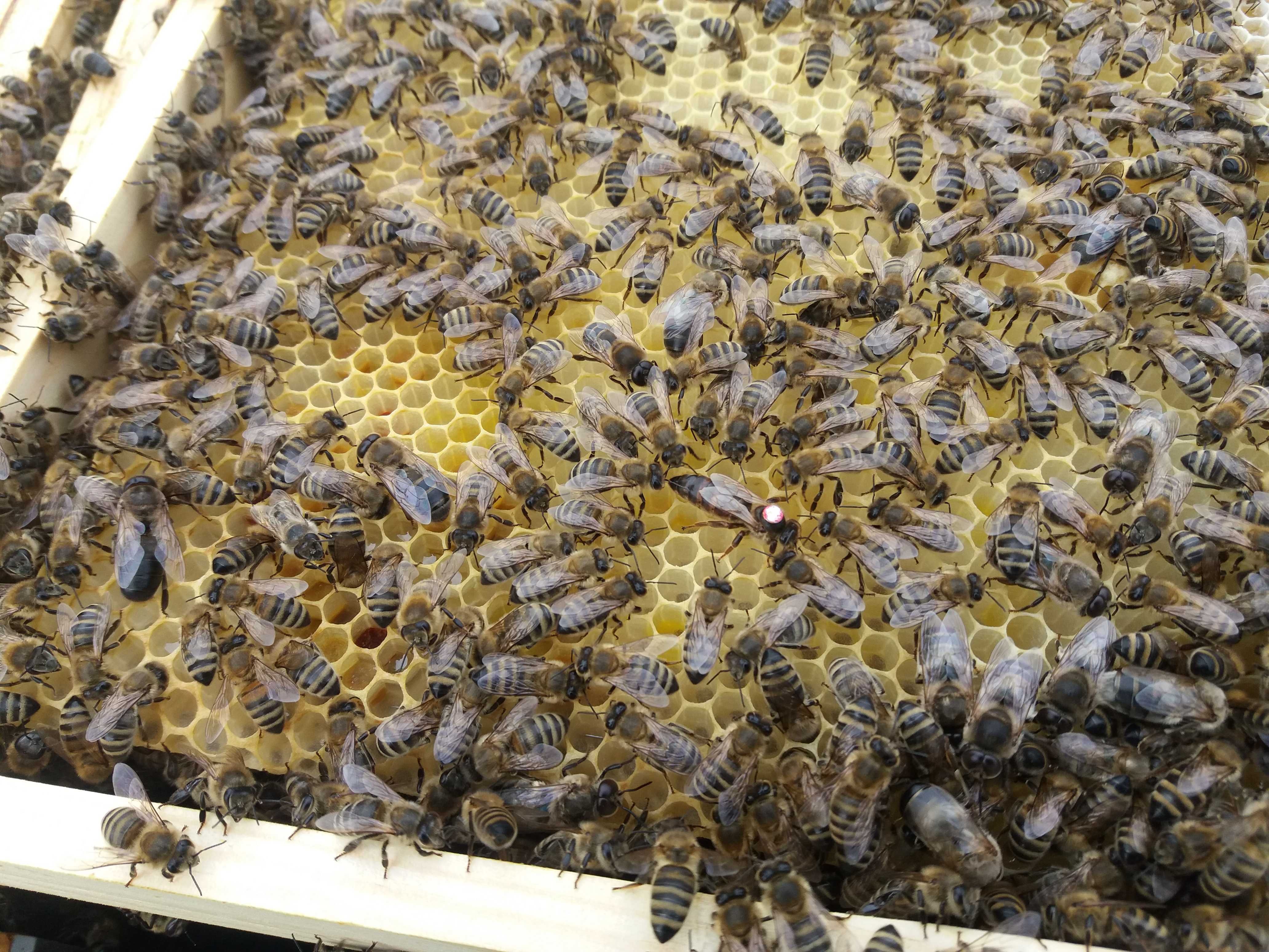 Miód Lipowy z własnej pasieki 450 g