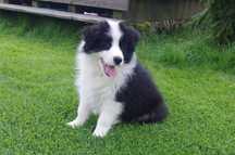 Border Collie - ZKwP/FCI śliczny piesek po Championach