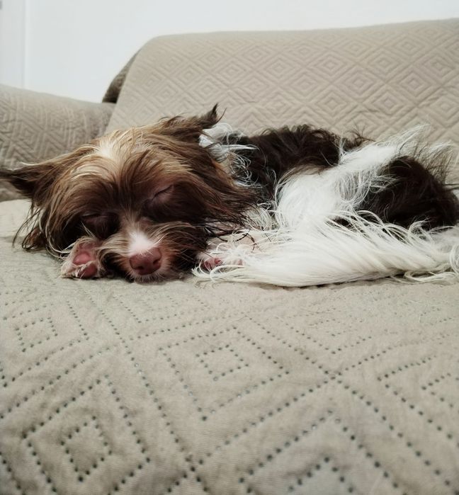 Yorkshire Biewer terrier