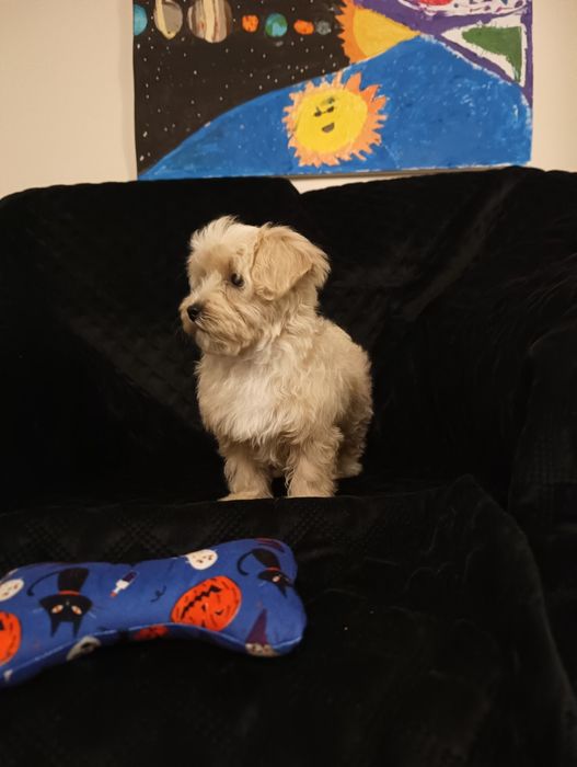 Sprzedam szczeniaka maltipoo