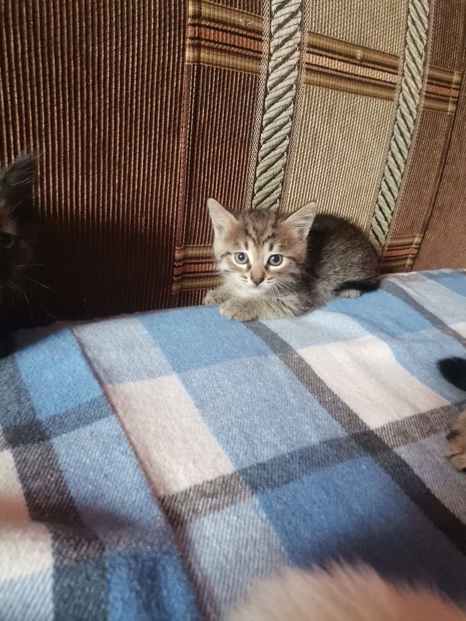 Допоможіть підкинули кішку з кошенятами, віддам в добрі руки