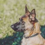 Treinador de cães