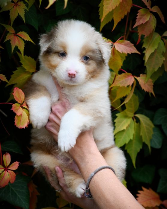 Owczarek australijski szczeniak