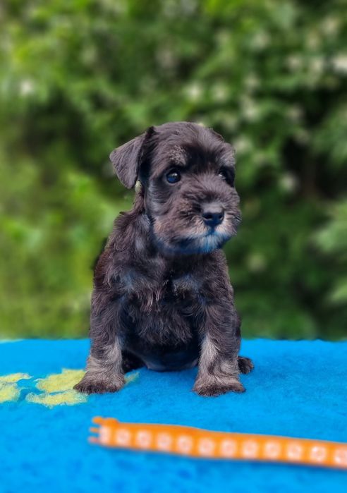 Цуценята цвергшнауцера