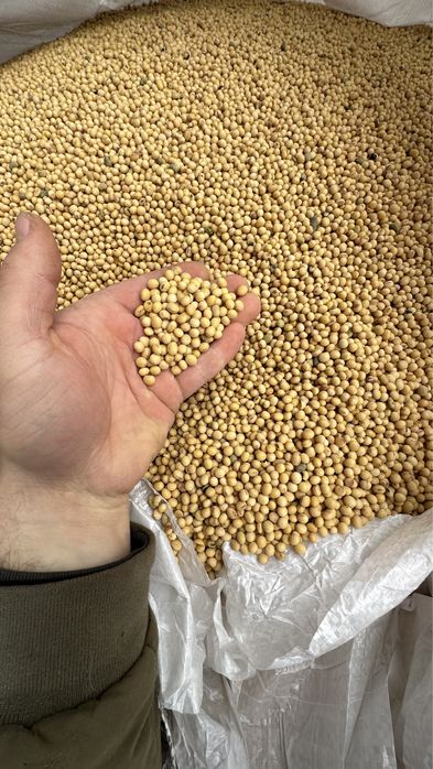 Соя КАНЗАС посівматеріал KANZAS