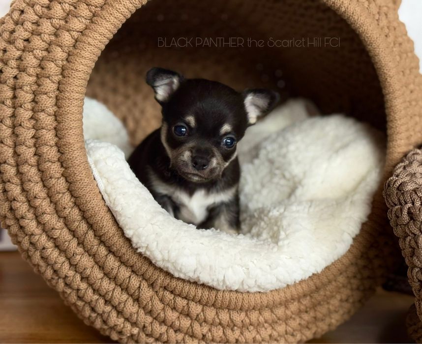 BLACK PANTHER pies szczenię chihuahua tricolor zkwp fci