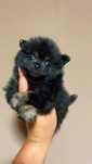 Menino spitz black e tan