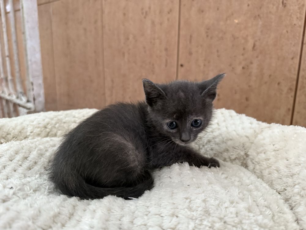 RESERVADA- Gatinha Femea para adoptar