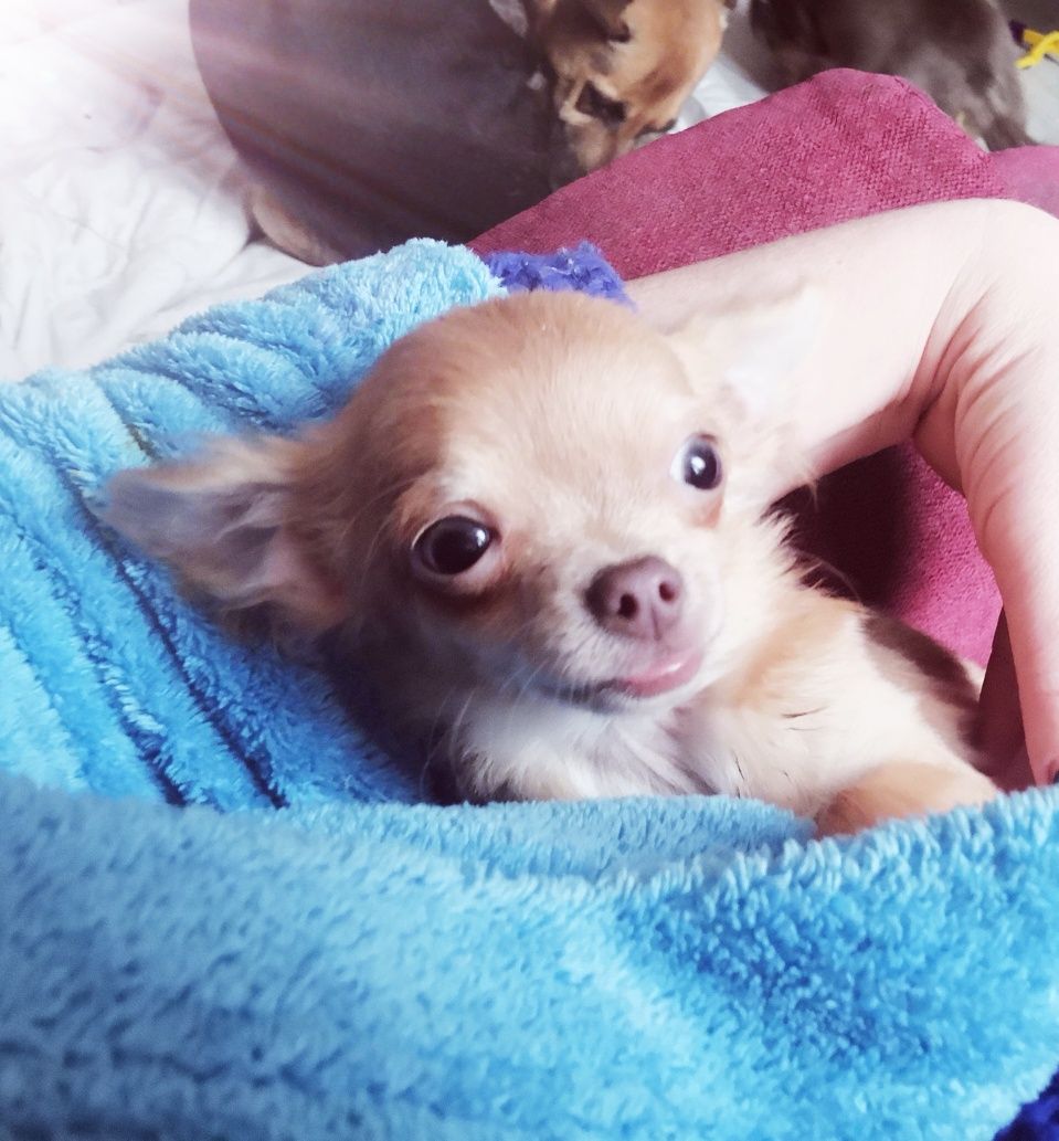Chihuahua długowłosa mini chlopiec 1700g odchowany