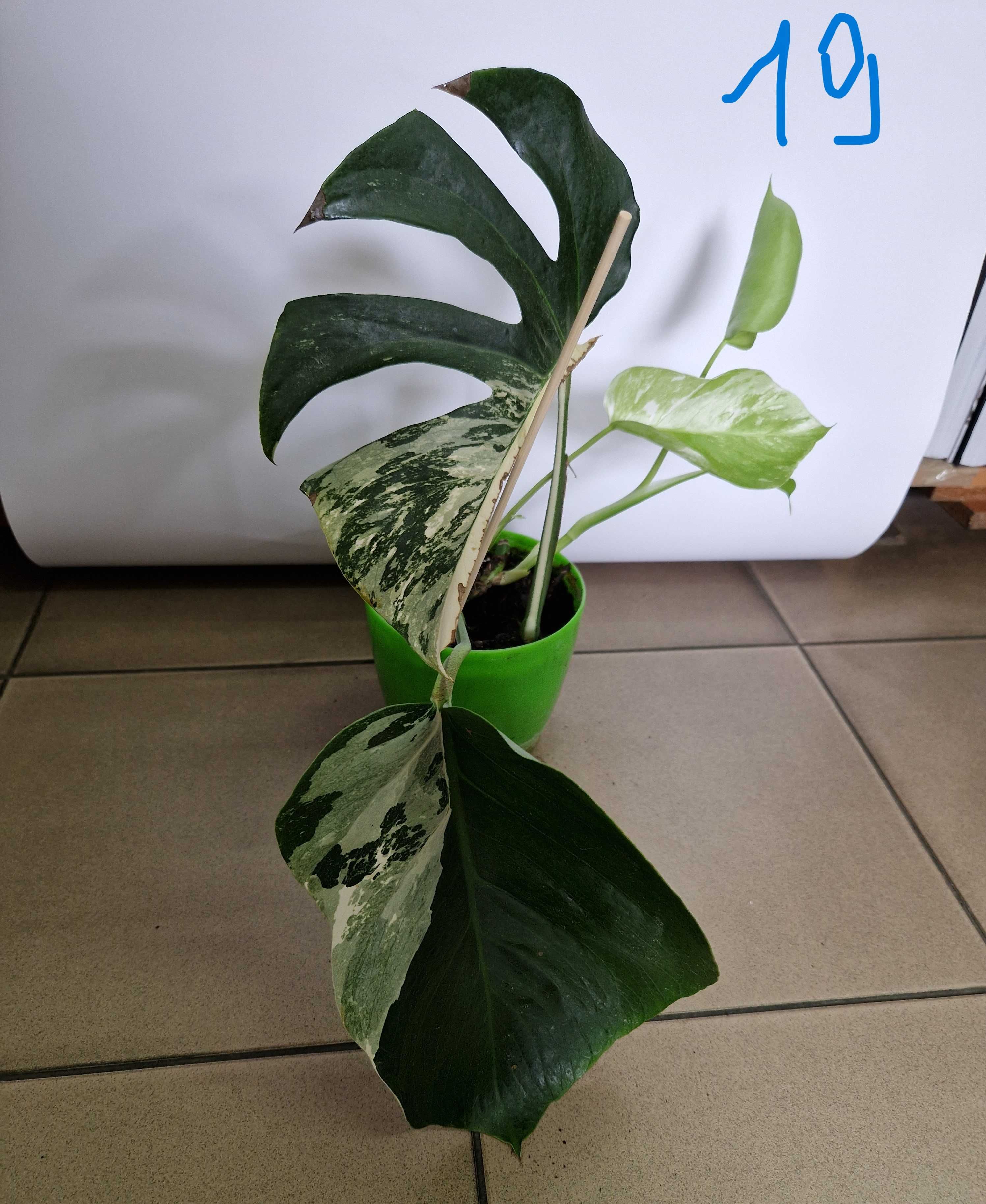 Monstera variegata
