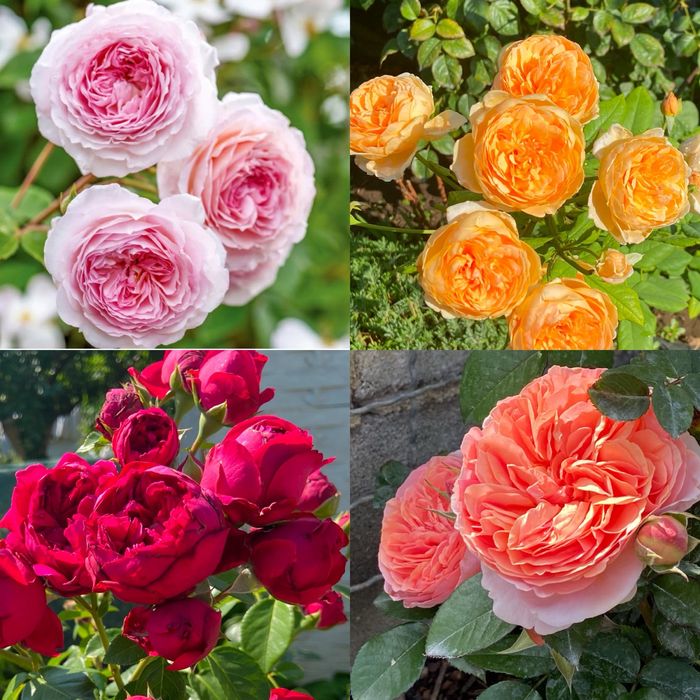 РОЗЫ Саженцы  роз продаю англ; плетистые; флорибунда; парковые