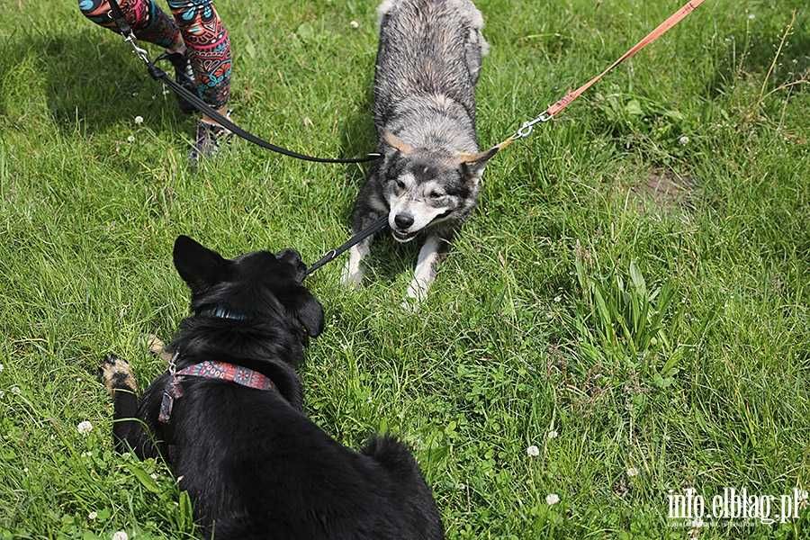 ASTRID - 1,5-roczna, 18kg, łagodna, radosna, kocha psy