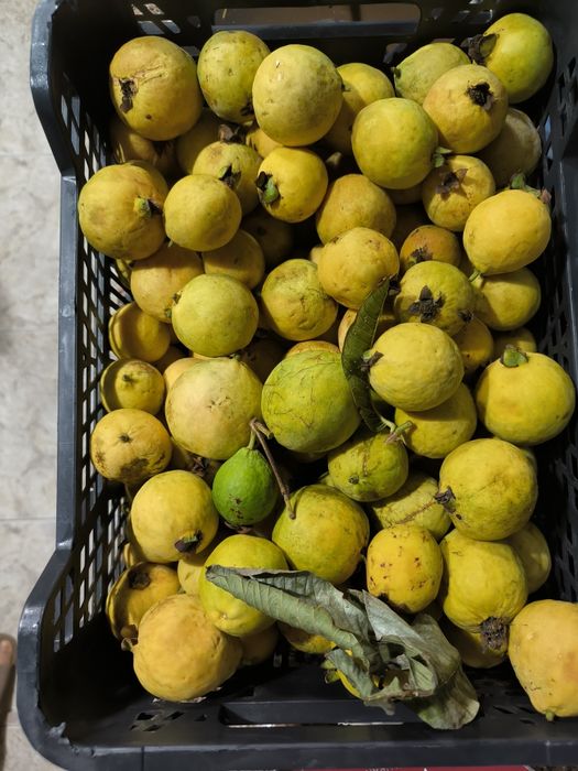Vendo goiaba margem sul