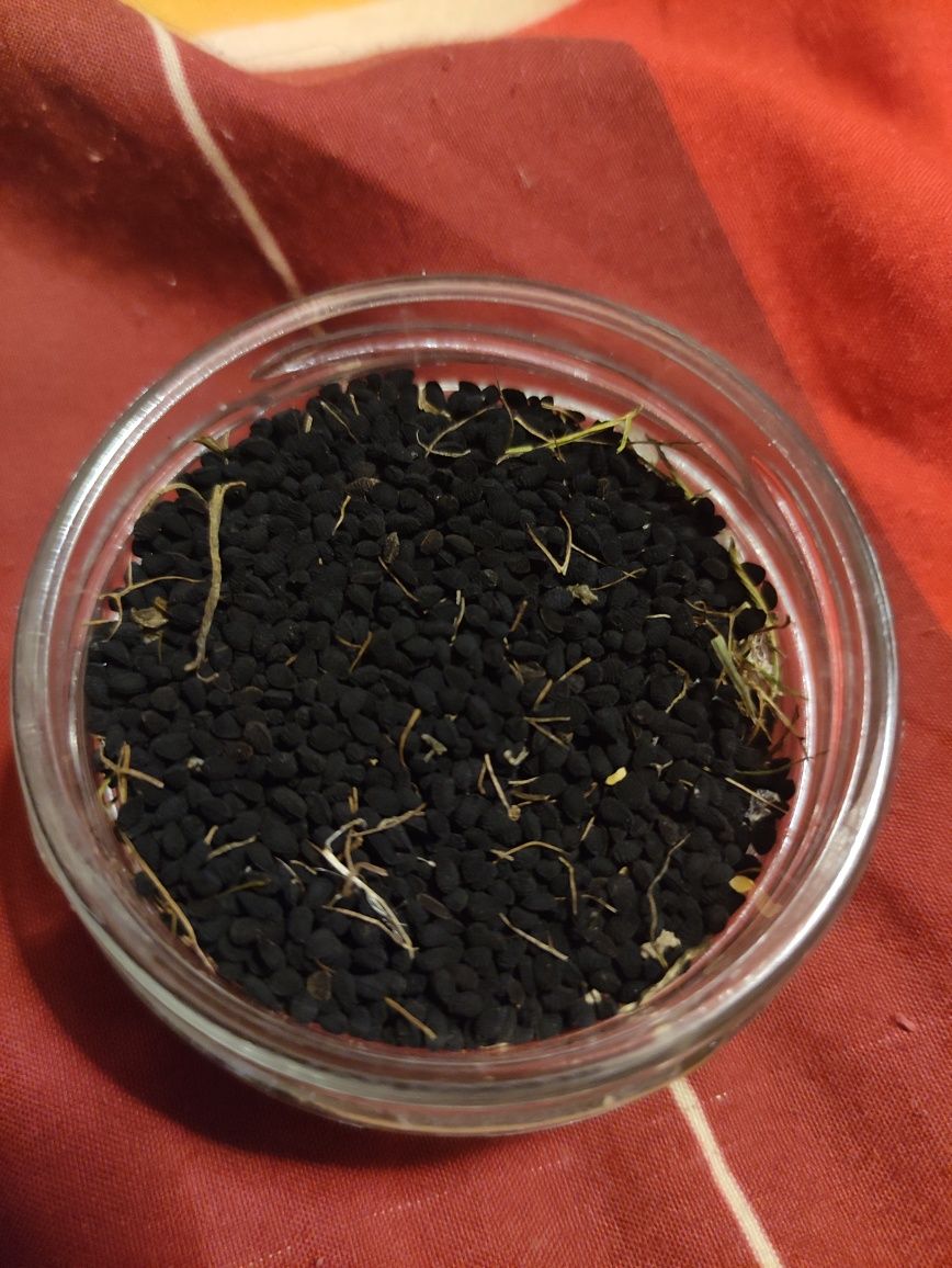 Nasiona czarnuszki damasceńskiej 1 gram za 2 zł