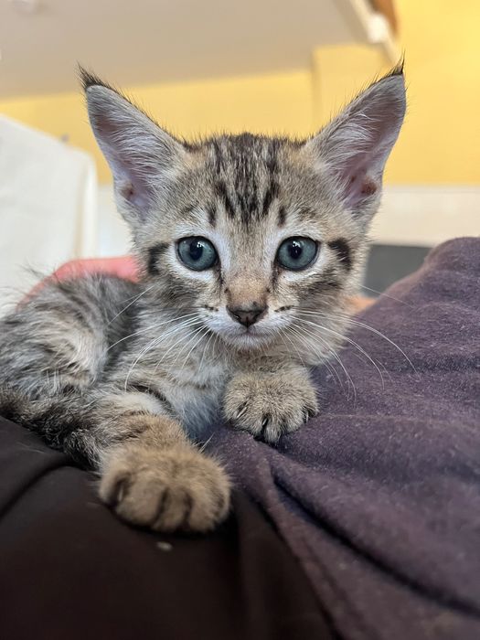 Gatinhos procuram família para a vida