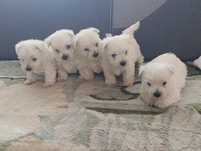 West Highland White Terrier Szczeniak