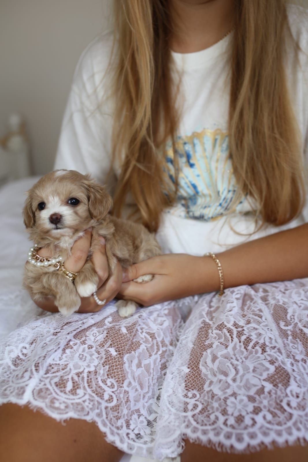 Мікро мальтіпу дівчинка ф1, девочка микро мальтипу, maltipoo micro f1